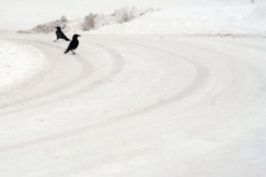 Grafica e Formazione - Francesca Gallesio - Fotografia Corvi nella neve